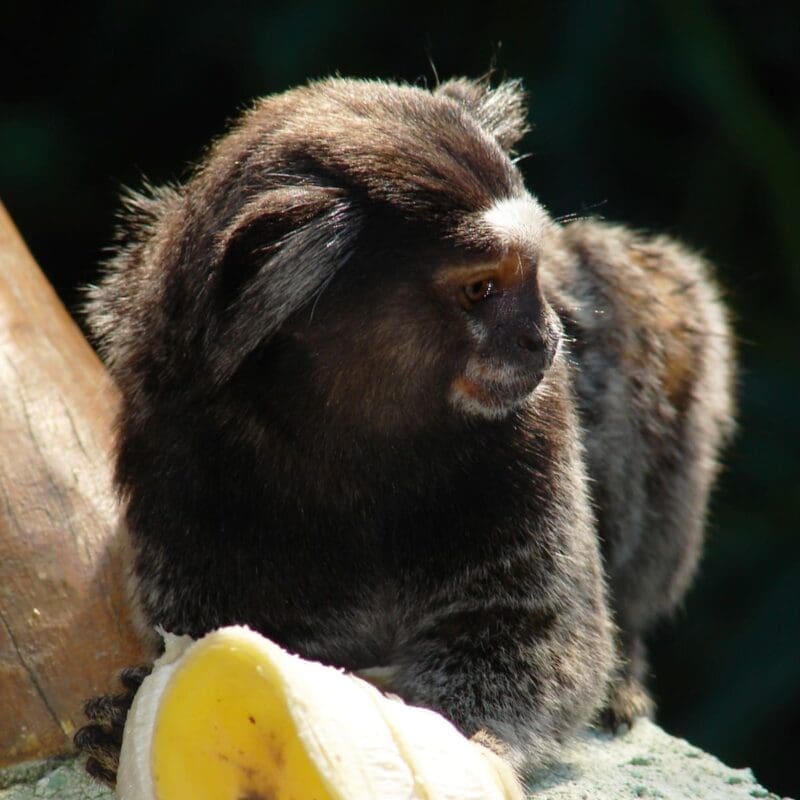 Micos are a type of primate marmoset