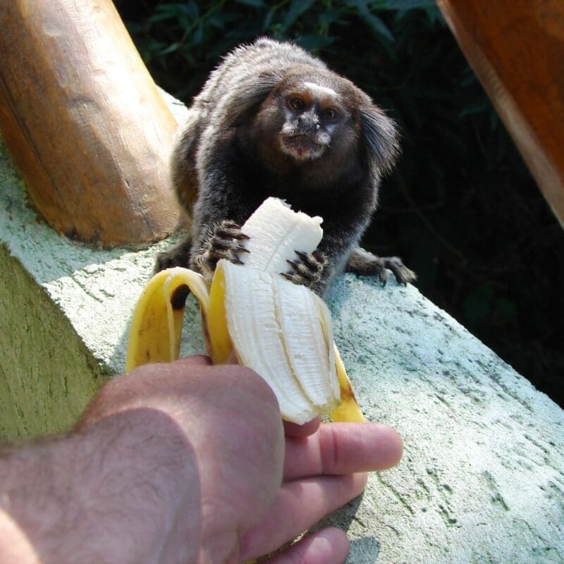 Feeding the micos is discouraged - oops