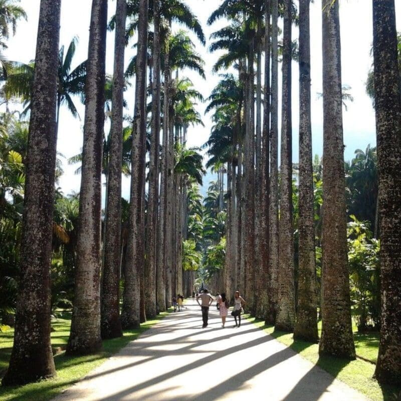 Imperial Palms at Jardim Botanica, Rio